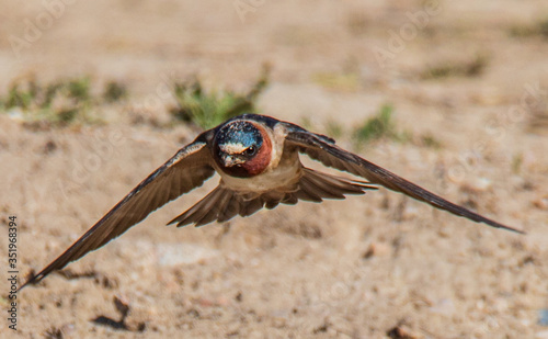 cliff swallow in flight