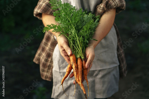Farmers holding fresh carrots in hands on farm at sunset. Woman hands holding freshly bunch harvest. Healthy organic food, vegetables, agriculture, close up