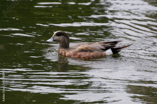 Male American Wigeon in Water