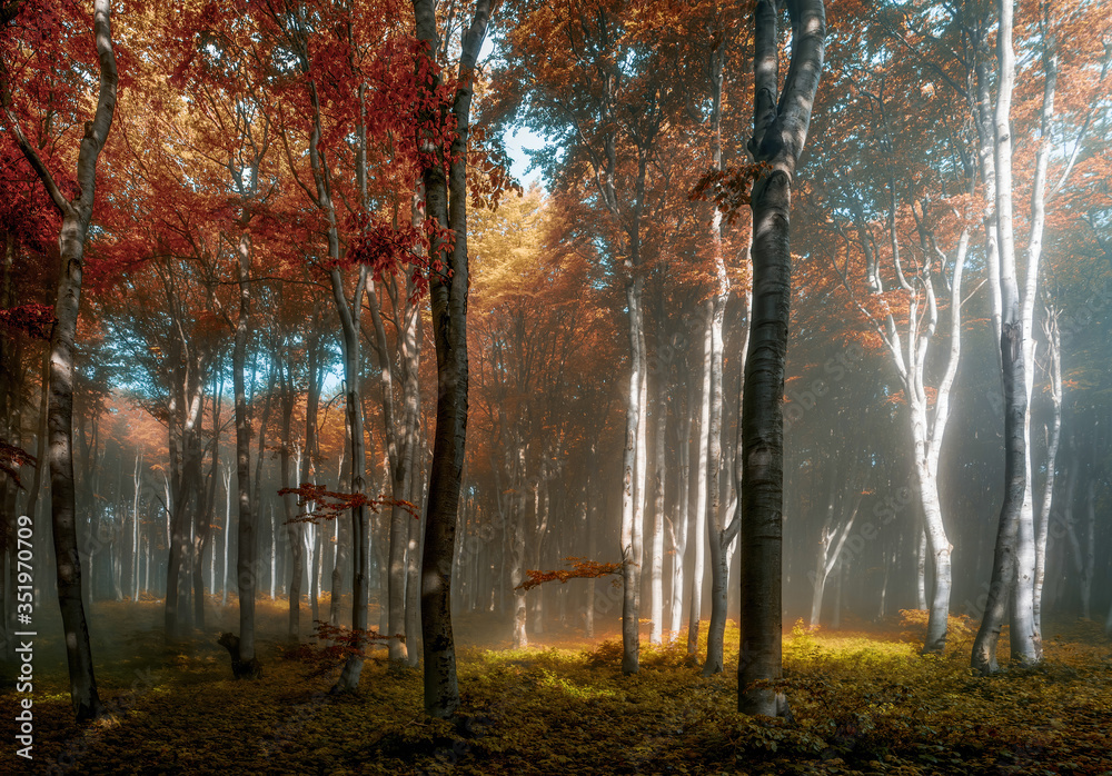 Naklejka premium Autumn foggy woods