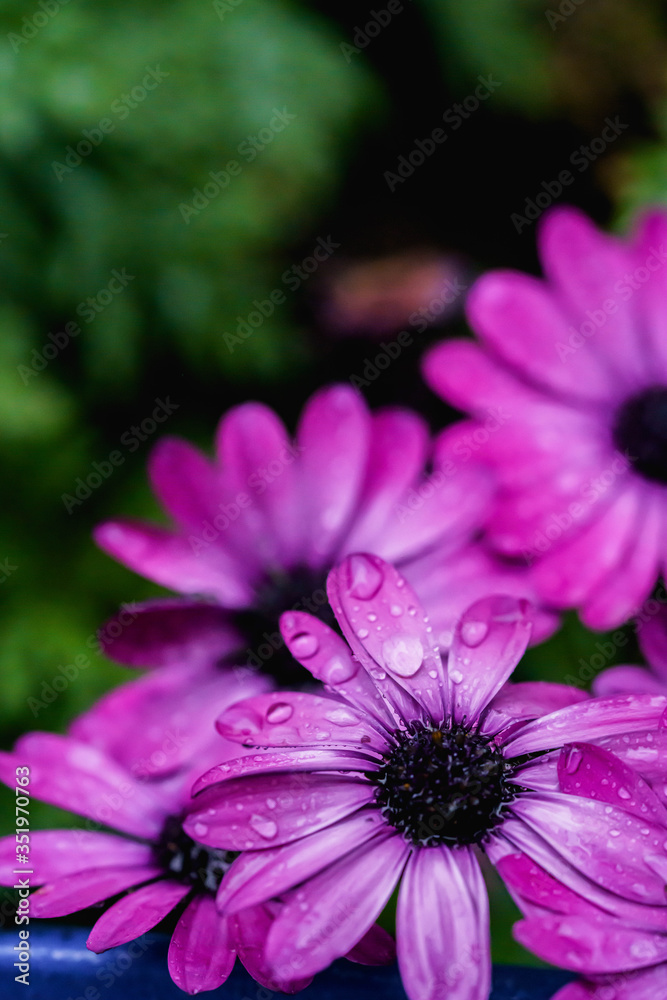 Obraz premium Purple flowers with rain drops. Close up macro photography of nature. Colorful purple flowers. Nature of New York, in Central Park.