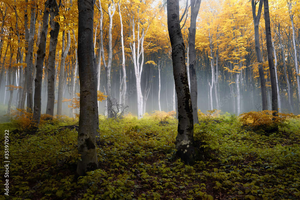 Autumn foggy woods