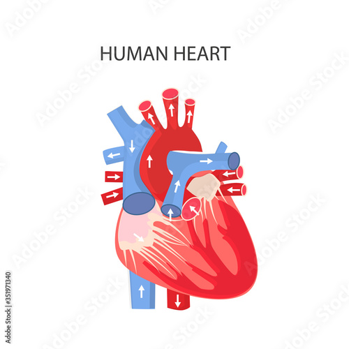 Heart of man. Anatomical structure of the heart. Diseases, treatment and diagnostics of heart diseases, cardiovascular diseases. Vector illustration of healthcare