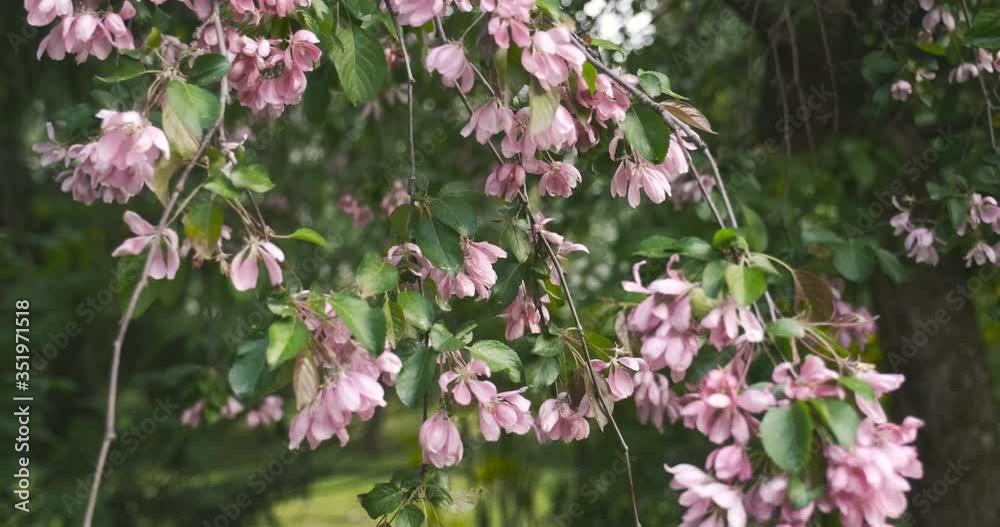 Beautiful apple tree with pink flowers, fresh green park in spring. Beautiful apple tree with pink flowers, fresh green park in spring.