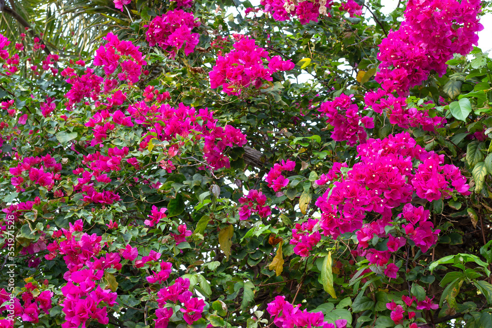 tropical bougainvillea flowers