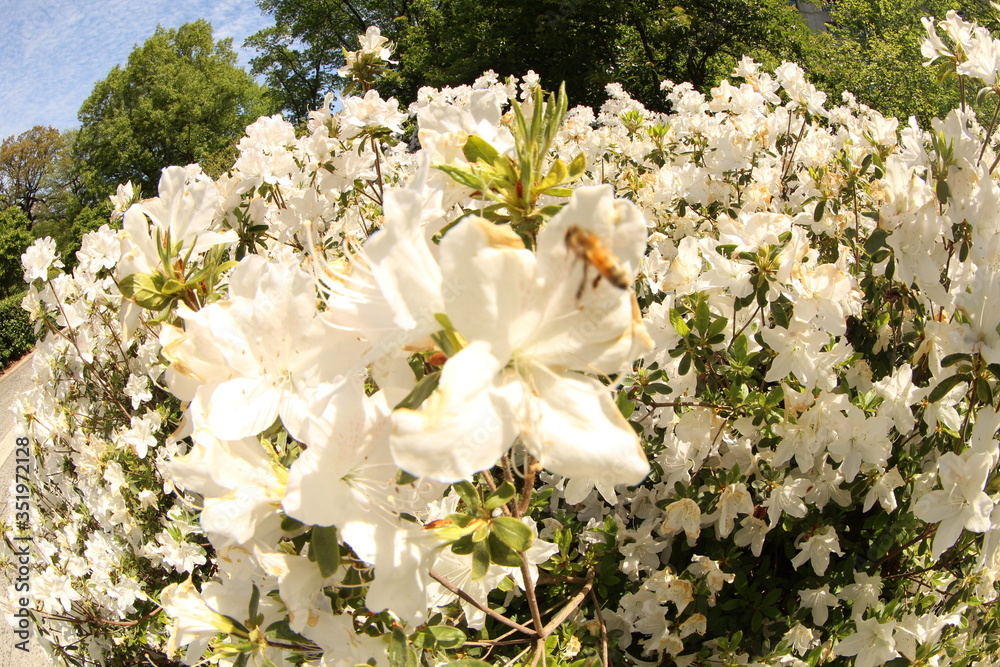 white flowers in spring