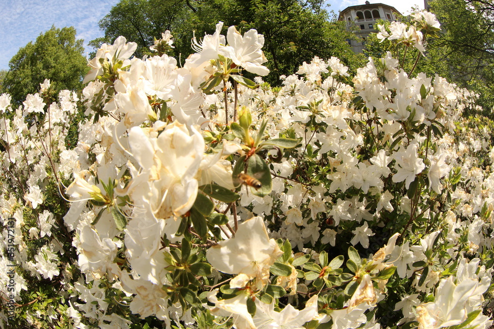 white flowers in the garden