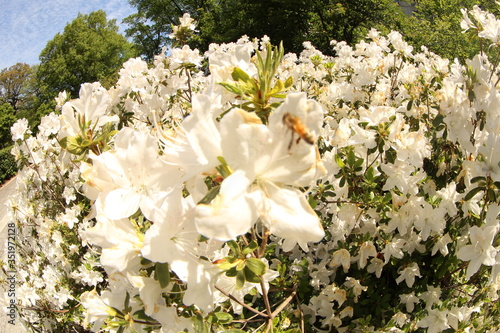 Obraz na płótnie white flowers in spring w salonie