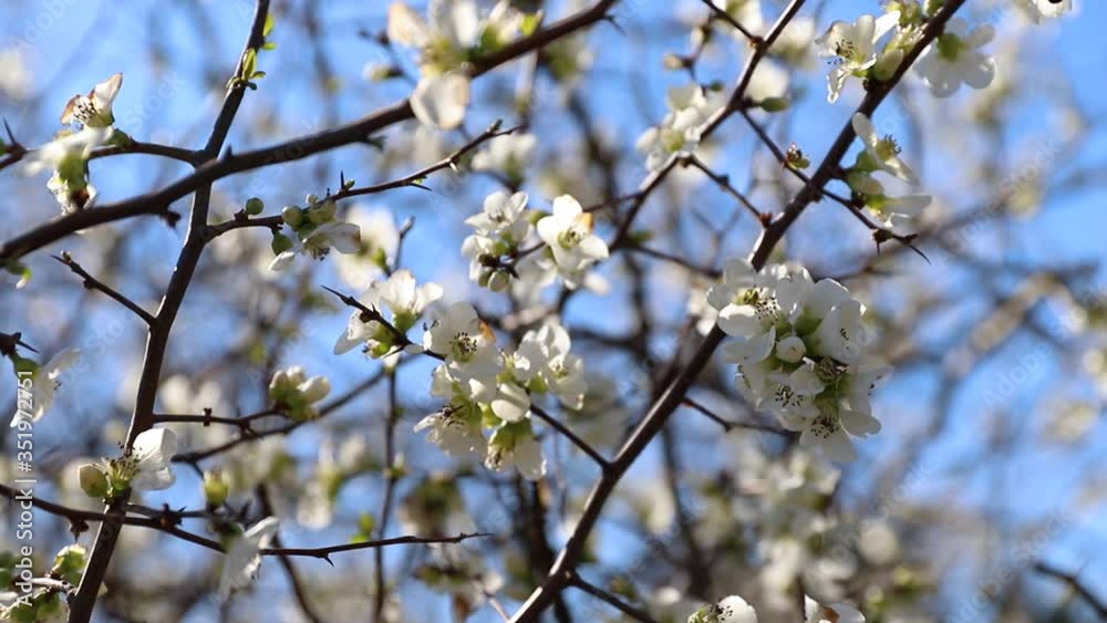 White japonica, the Japan quince. White flowers on a blooming tree in background of blue sky. White japonica, the Japan quince. White flowers on a blooming tree in background of blue sky.