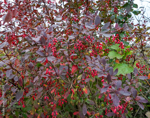 red autumn leaves
