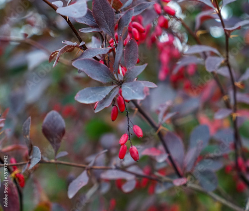 red berries of a tree