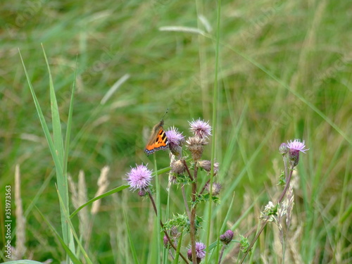 red admiral butterfly on a thistle