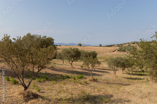 Olive trees in Greece