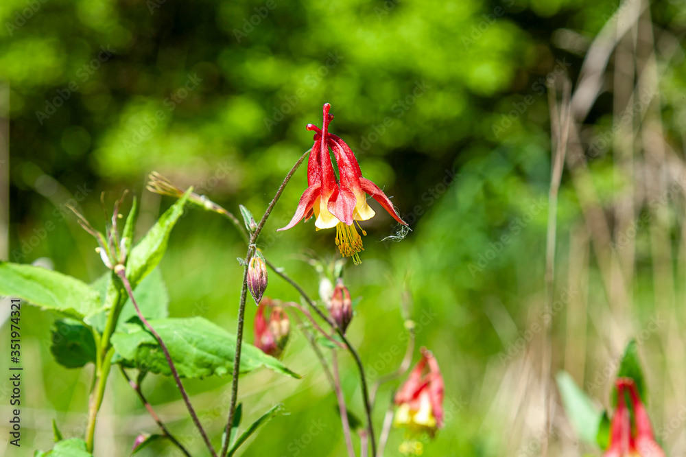 Eastern Red Columbine ( Aquilegil Canadensis)
