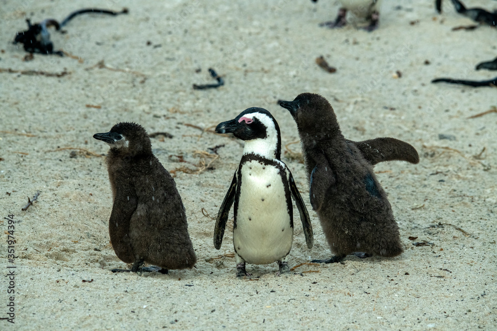 Naklejka premium young penguin chicks learn adult life on family beach