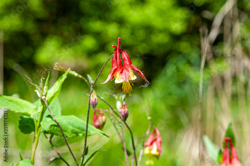 Obraz na płótnie Eastern Red Columbine ( Aquilegil Canadensis) w salonie