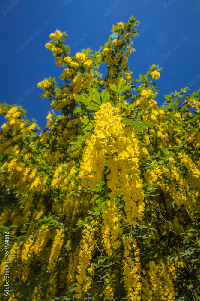 The Common laburnum (Laburnum anagyroides) blooming The Common laburnum (Laburnum anagyroides) blooming