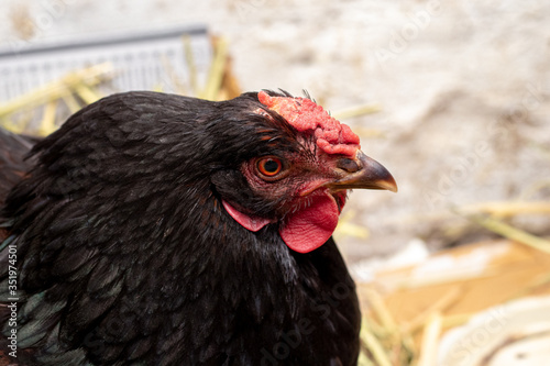 Black chicken in the barn. Portrait of a chicken close up in profile