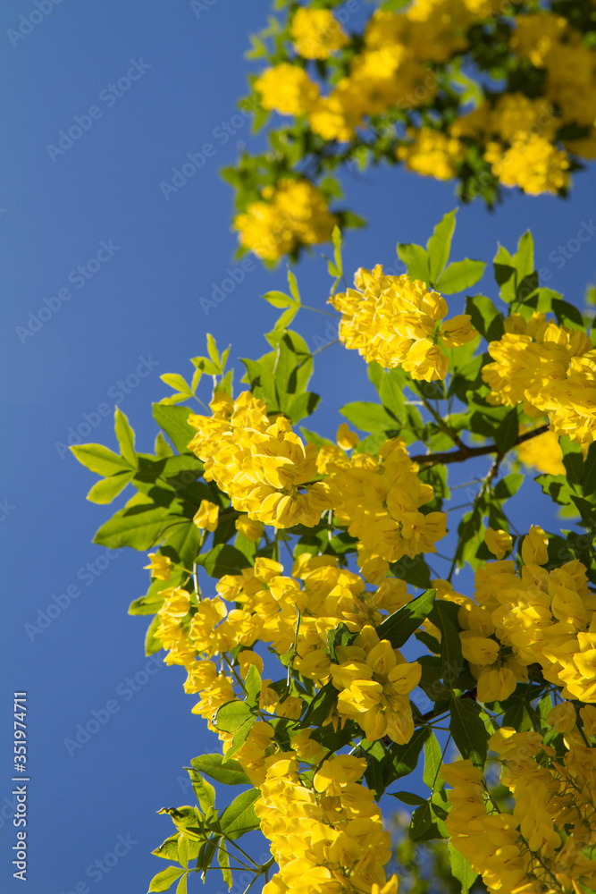 The Common laburnum (Laburnum anagyroides) blooming The Common laburnum (Laburnum anagyroides) blooming