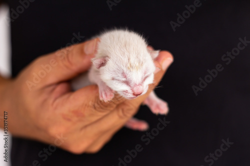 Beautiful newborn white cat held in the hand of a man dressed in black.