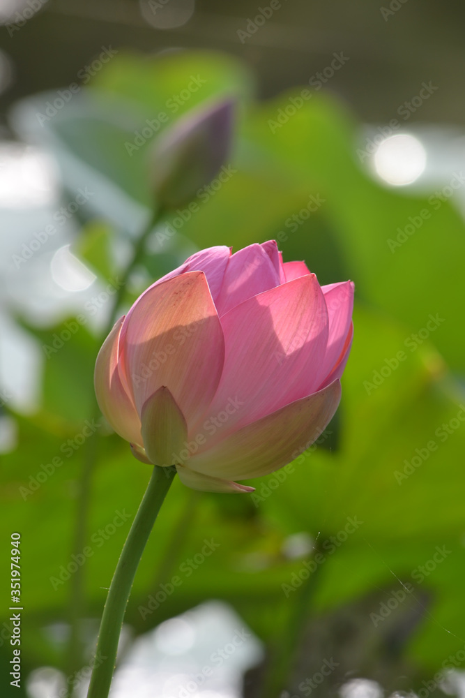 Pink Lotus flower on a blurry green background Pink Lotus flower on a blurry green background