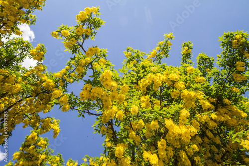 The Common laburnum (Laburnum anagyroides) blooming