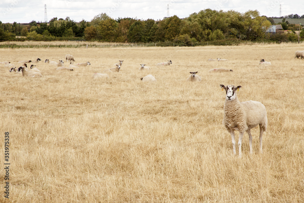 Fototapeta premium sheep in a field