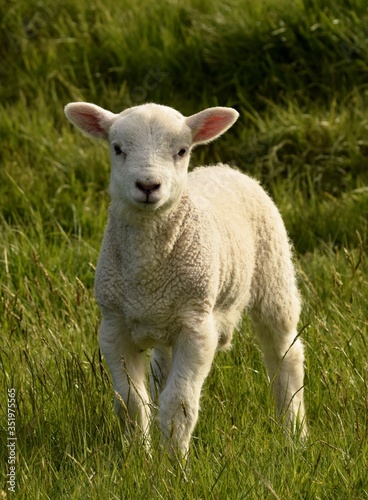 lamb baby in the field
