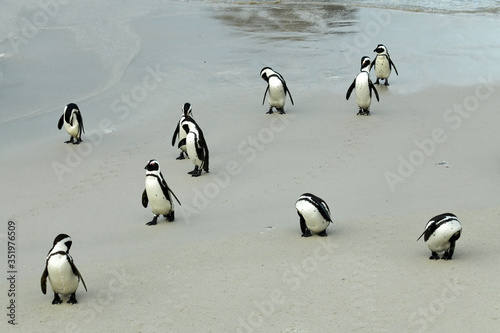 morning group penguin fitness training on their sandy beach