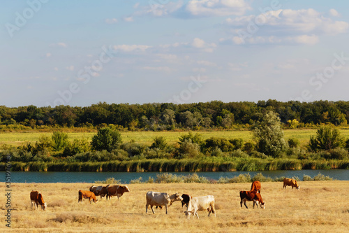Cows graze in the steppe. Cows in the pasture. Landscape Russia, Saratov Region, Bolshoy Irgiz. © maxim850