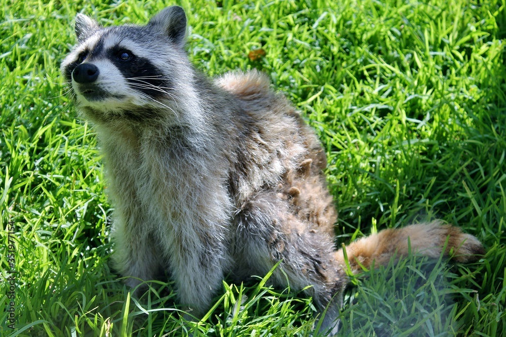 Obraz premium Racoon