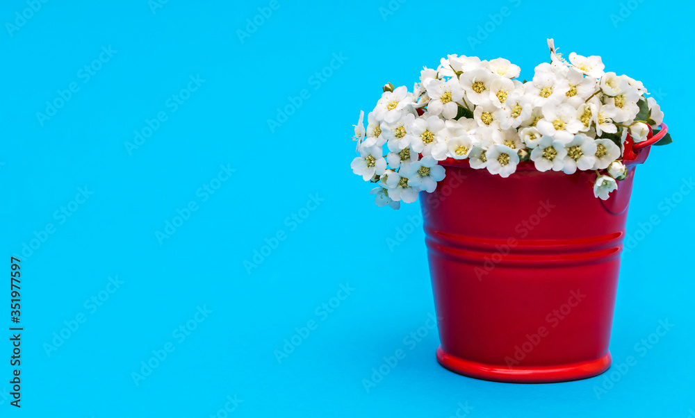 Small white flowers in small red bucket. Space for text. Background for greeting card.