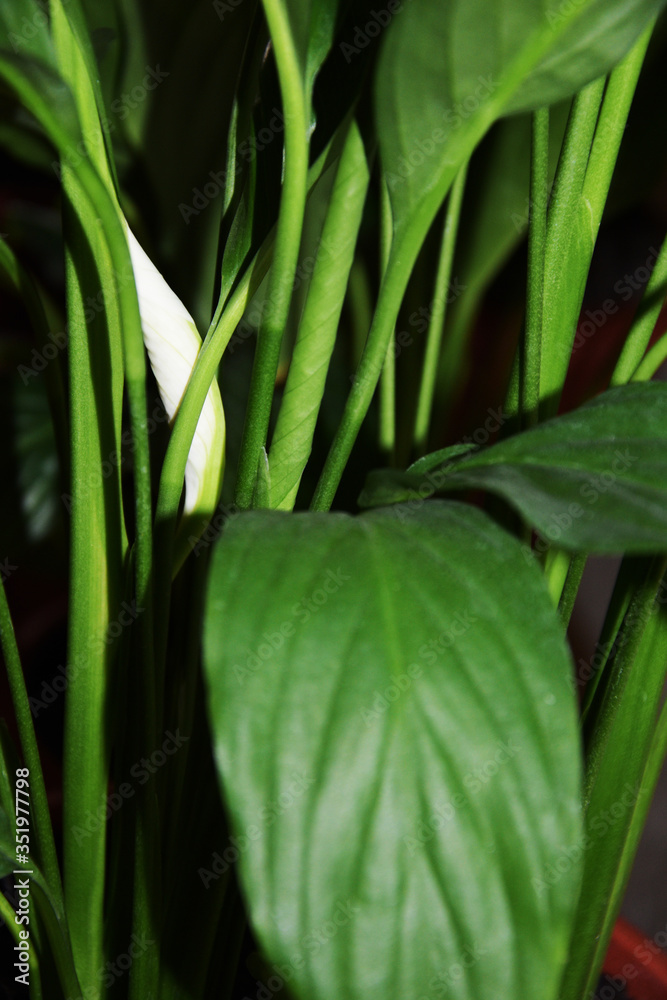 Obraz premium A close-up of a house flower spathiphyllum or “female happiness” only blooms and releases a white flower.
