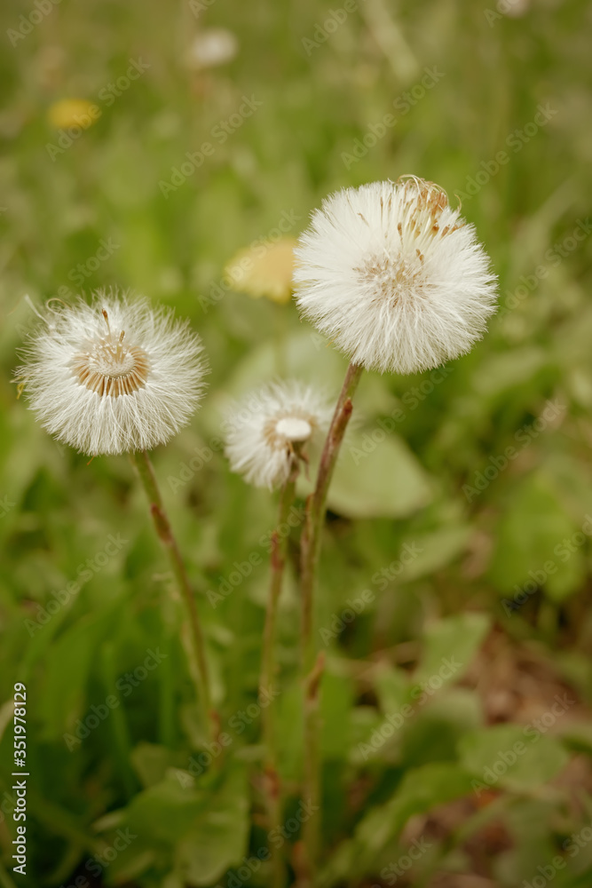 dandelions in the meadow dandelions in the meadow