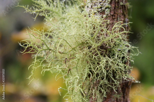 Closeup of a parasitic plant and lichen (Usnea Filipendula). Photo taken in the morning with the dew drops.
