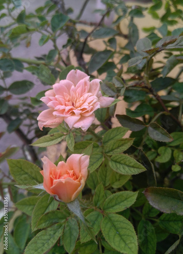 pink rose in the garden © Pratima