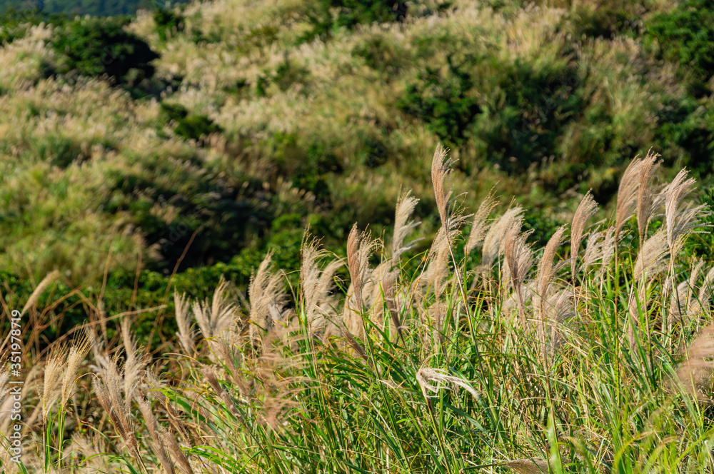 Nature landscape at Yangmingshan National Park Nature landscape at Yangmingshan National Park
