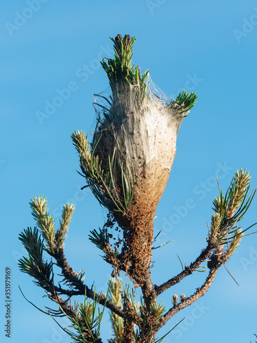 Pine processionary nest on the top of a young pine photo