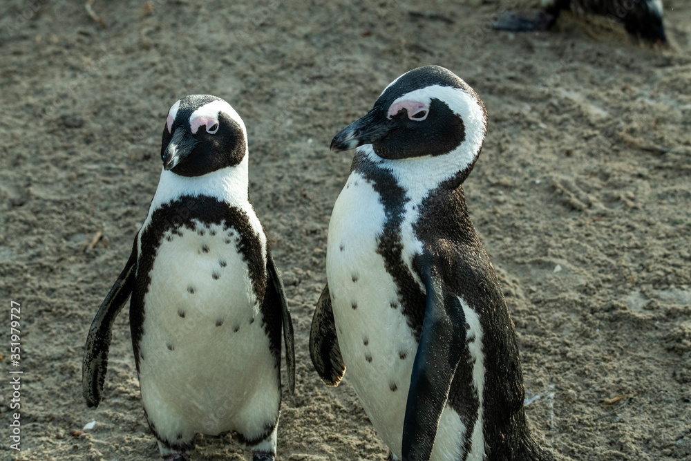 Obraz premium a pair of penguins and difficult relationships in the family
