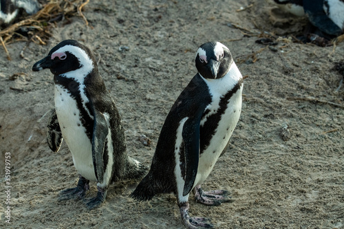a pair of penguins and difficult relationships in the family