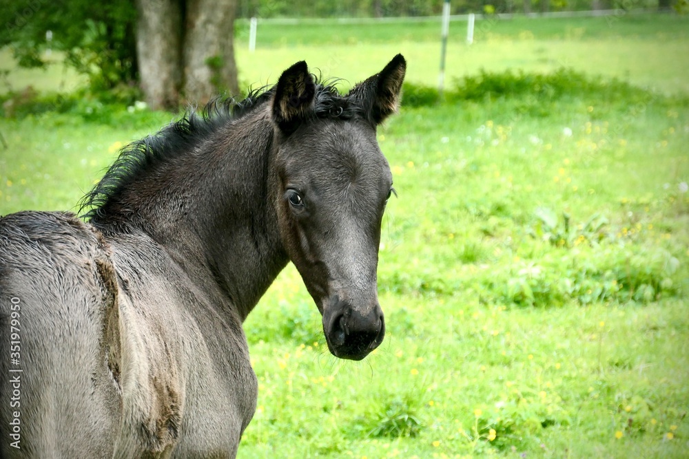 black foal and it's look back black foal and it's look back