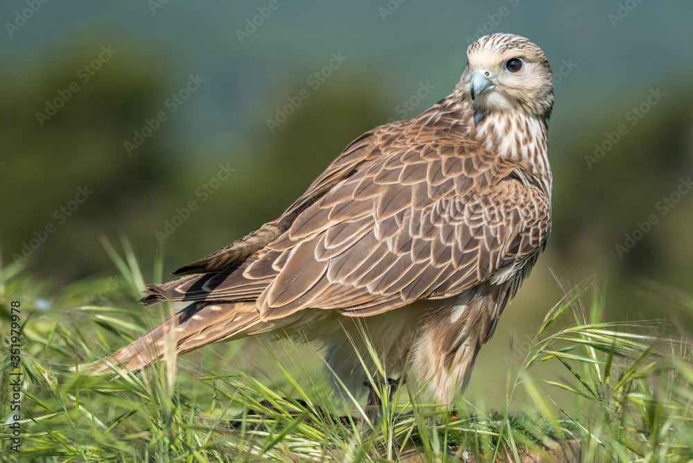 Híbido entre un halcón de Gerifalte (Falco rusticolus) y un halcón de Sacre (Falco cherrug)