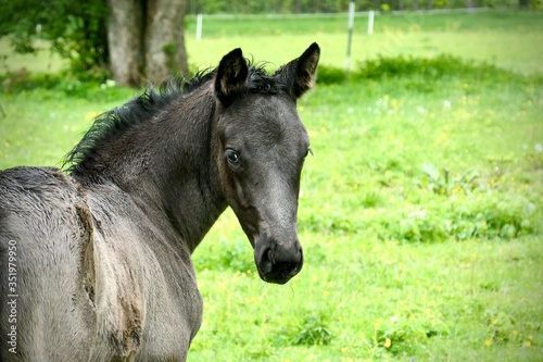 black foal and it's look back © tmartinek
