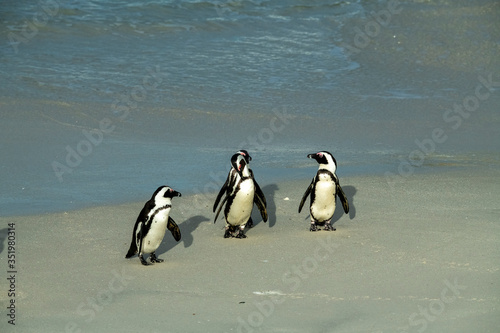 morning group penguin fitness training on their sandy beach