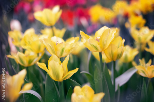 Fototapeta Naklejka Na Ścianę i Meble -  Spring Flowers bunch. Beautiful yellow Tulips with selective focus.