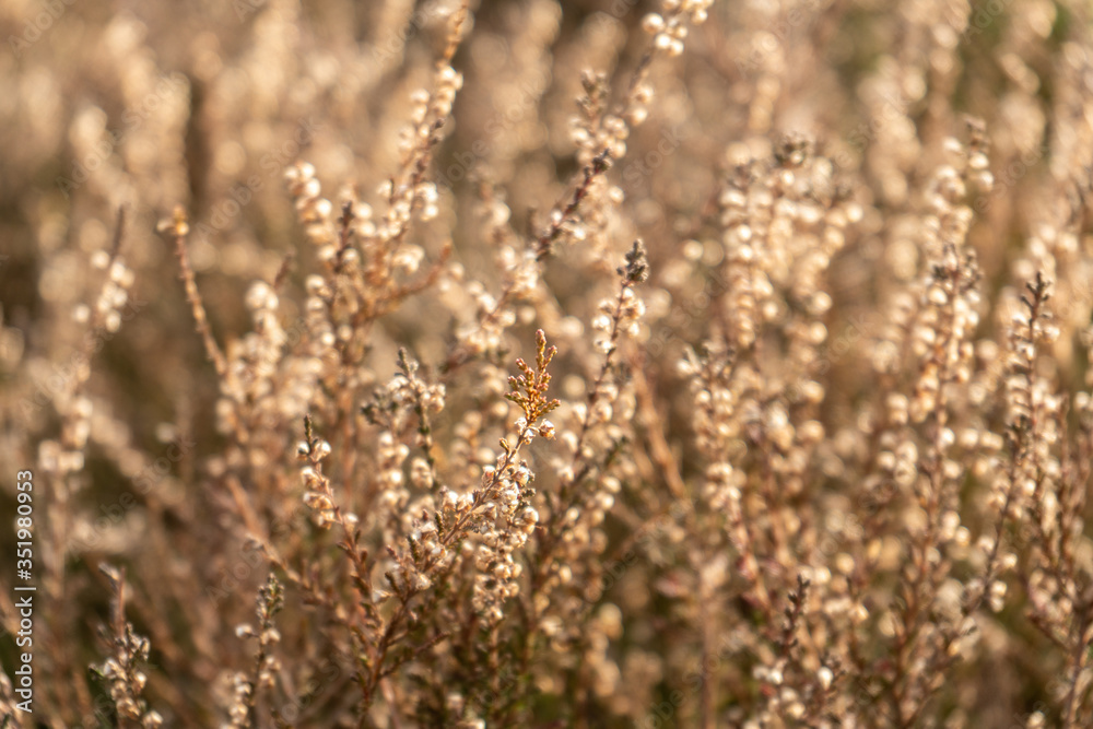 Obraz premium Nah an der Natur