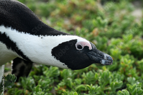 spectacled penguin walks around and carefully inspects his beach