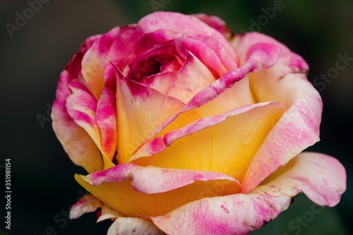 Blüte einer Rose in gelb und pink