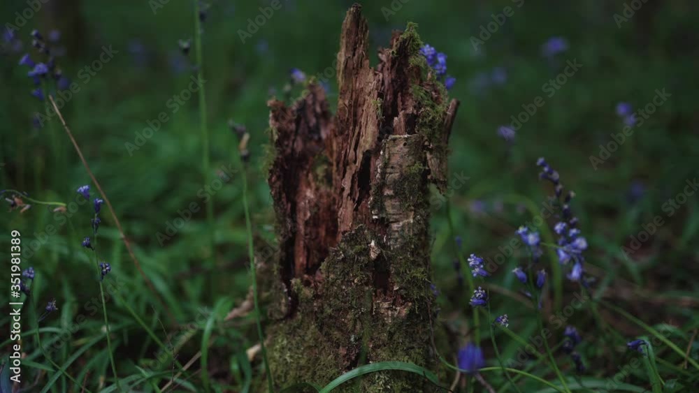 A broken and dead tree stump surrounded by bluebell flowers A broken and dead tree stump surrounded by bluebell flowers