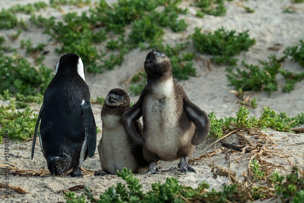 Fototapeta premium Penguin Penguin Raises His Screaming Chicks Waiting for Mom to Return